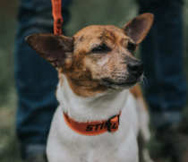 Stihl pet collar